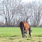 Unsere Pferdegemeinschaft im Frühjahr 2018.