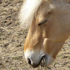 Silvius. Verstorben am 17.11.2018.