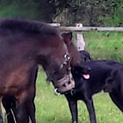 Wolle, unser Hund, fordert das Shetti zum Spielen auf.