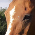 Der neugierige Lobito.