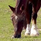 Unsere Pferde gemeinsam auf ihrer Koppel.