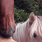 Ein wenig gegenseitiges Kraulen tut spürbar gut.