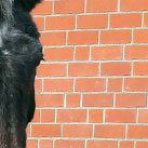 Deister und My Way bei ihrer gemeinsamen Trinkpause.