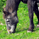 Avril und My Way. Unzertrennlich. Doch leider verstarb My Way am 08.06.2018