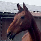 Corso und Winny fühlen sich auch in ungewohnter Umgebung sichtbar wohl.