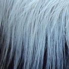 Gegenseitige Fellpflege ist wichtig und fördert das Miteinander unserer Senioren.